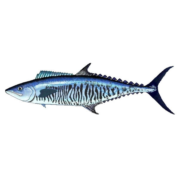 Buy spanish mackerel online Clearance
