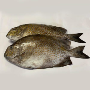 Buy fresh Rabbit Fish (Kitong) online in Cebu, Philippines.