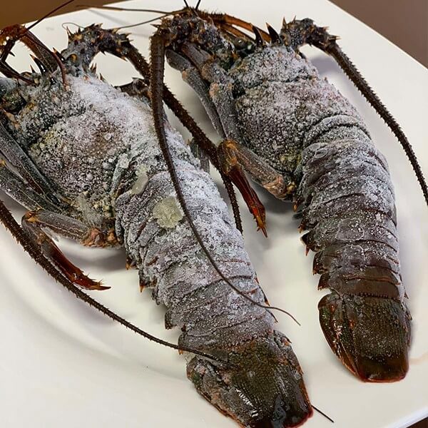 Lobster Price Philippines ubicaciondepersonas.cdmx.gob.mx